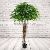 Artificial Indoor Ficus Tree thumbnail-1