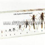 Acrylic Specimen Block thumbnail-1