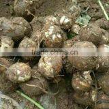 Taro Buyers in the Middle East thumbnail-2