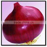 Buy Chinese Onion thumbnail-1