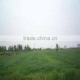 2015 Organic Wheat Grass Extract Powder thumbnail-3