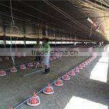 Automatic Broiler Feeding Line for Poultry Farming Equipment