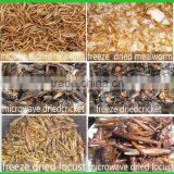 Factory Produce and Sell Dried Mealworm, Chicken Feed Mealworm thumbnail-4