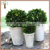 Mini Preserved Half Boxwood Ball Potted in White Pot thumbnail-1