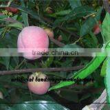 SJZJN 036 New Hot Products of 2015 Aritificial PeachTree New Design thumbnail-3