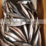 China seafood Export frozen mackerel