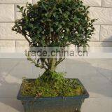 Ilex Chinensis Sims Bonsai Ball Shape thumbnail-2