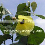 Hibiscus Tiliaceus Landscaping Tree thumbnail-2