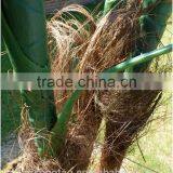 Howea Forsteriana Artificial Trees -1.8m 6ft Artificial Kentia Palm Tree - Indoor Office House Plant thumbnail-4