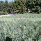 Yucca Rostrata thumbnail-5