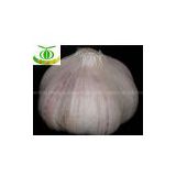 sell china fresh normal white garlic