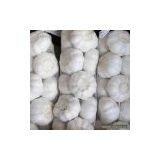 Sell Fresh Garlic thumbnail-1