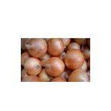 Fresh Onions thumbnail-1