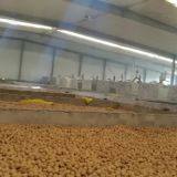 China Cheap Walnut in Shell thumbnail-4