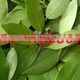 Natural Bay Leaf Essential Oil