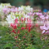Spiny Spiderflower ,Cleome.,flower Seed,herb Seed,vegetalbe Seed,fruit Seed,grass Seed thumbnail-3