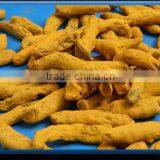 Turmeric Finger thumbnail-1