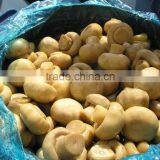 Champignon Mushroom