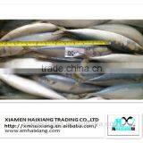 Wholesale Frozen Pacific Mackerel Fish in High Quality thumbnail-4