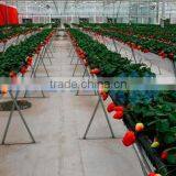 Strawberry Plastic Film Greenhouse thumbnail-2