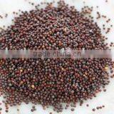 Mustard Seeds Multiple Layer Continuous Type Mesh Belt Dryer thumbnail-6