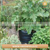 Eco Friendly Garden Felt Grow Bags Recyclable Fabric Plant Grow Bag thumbnail-3