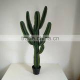 CHY030929 Landscaping Decprative Cactus/Real Touch Lucky Cactus Sale thumbnail-1