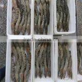 Seafood Buy Live Shrimp thumbnail-1