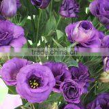 Natural Fresh Cut Different Style High Quality Flowers Eustoma Wedding Decoration Flower thumbnail-1