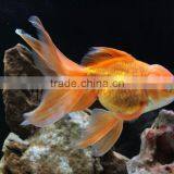 Aquarium Fish Breeder thumbnail-1