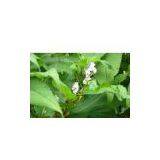 Sell Giant Knotweed Extract thumbnail-1