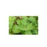 Lemon Balm Extract/Melissa Officinalis thumbnail-1