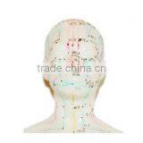 Head Acupuncture Model / Male Acupuncture Model / Acupuncture Bronze Model