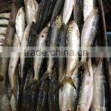 Frozen Sardine Fish Sardinella Longiceps From Pacific Ocean thumbnail-4