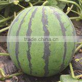 Shijia Chinese High Resistance Hybrid f1 Watermelon Seeds