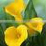 Indevidually Wrapped Export Yellow Bright Color Fresh Cut Calla Flower for Decoration thumbnail-4