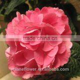 Real Fresh Roses Hydrangeas Fresh Hydrangeas From Yunnan, China thumbnail-1