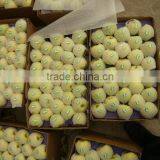 Golden Apple thumbnail-1