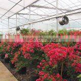 Bougainvillea for Turkey thumbnail-6