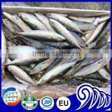 Scientific Name of Pacific Mackerel Fish for Sale thumbnail-4