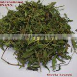 Stevia Rebaudiana / Stevia Leaf / Stevia Leaf T Cut thumbnail-5