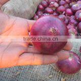 Exporters, Producer, Suppliers of Fresh Onions/Red Onions thumbnail-3