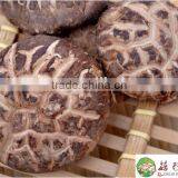 Organic Shitake Mushrooms for Fresh Shiitake Mushroom With High Quaiity