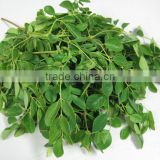 Superior grade moringa leaf for export