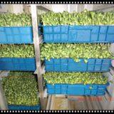 Automatic Bean Sprouting Machine thumbnail-2