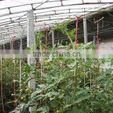 Colorful pp Baler Twine,string,pp Twine,string for Packing Vegetables thumbnail-6