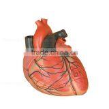 Vivid Human Organs Body Anatomy Heart Model thumbnail-2