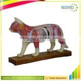 Cat Biological Teaching Animal Anatomical Acupuncture Model thumbnail-1