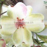 SD800903 Artificial Single Stem Magnolia Flower,indoor Decorative Magnolia Flores thumbnail-5