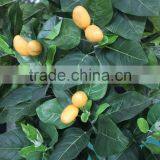 Tropical Mango Trees for Sale Chinese Goods Wholesale Artificial Mango Tree thumbnail-3